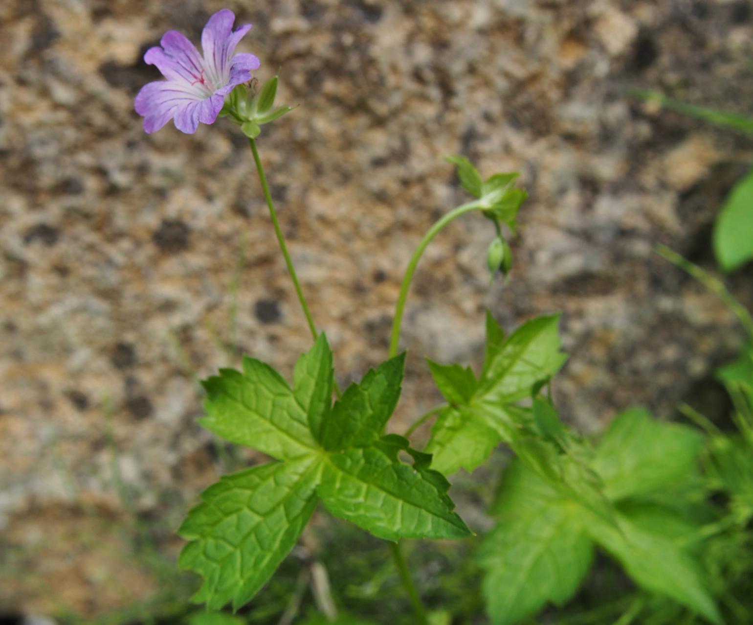 Cranesbill, Knotted